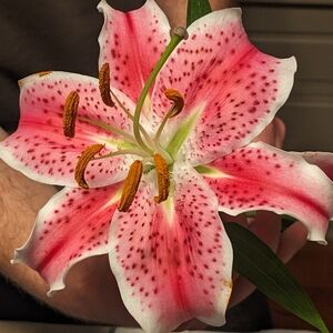 Meet your Posher, Cass